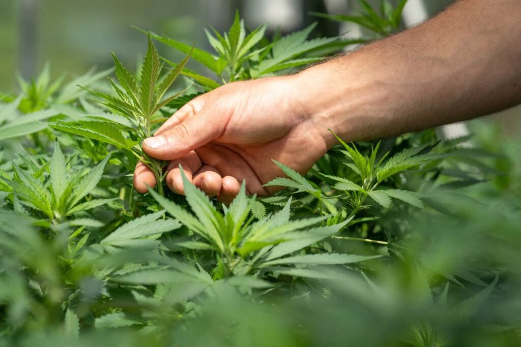 errores al cultivar marihuana 1